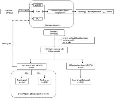 Machine learning in predicting T-score in the Oxford classification system of IgA nephropathy